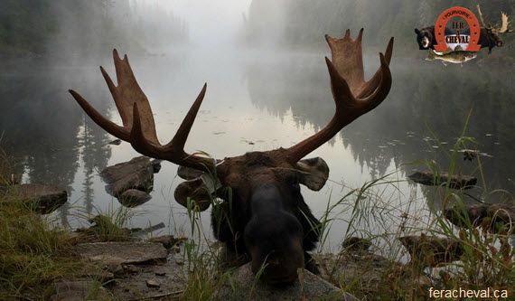 chasse à l'orignal
