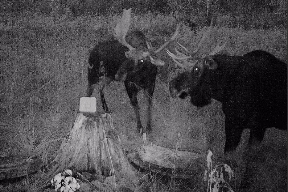Chasse à l'orignal à la pourvoirie du Fer à Cheval