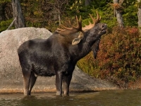 chasse à l'orignal