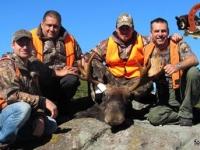 chasse à l'orignal