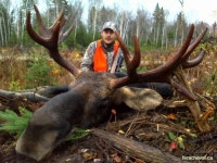 chasse à l'orignal