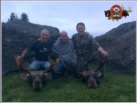 chasse à l'orignal