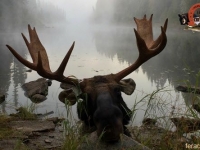 chasse à l'orignal