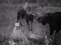 Chasse à l'orignal à la pourvoirie du Fer à Cheval