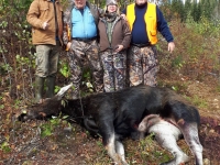 Chasse à l'orignal à la pourvoirie du Fer à Cheval