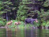 chasse à l'orignal