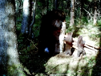Chasse a l'ours noir en pourvoirie au Fer a Cheval, Hautes-Laurentides