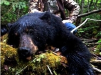chasse ours noir