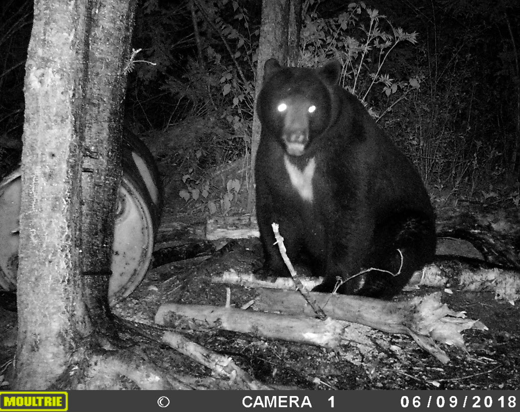 Ours de taille traqué la nuit  par caméra de surveillance au Fer à Cheval