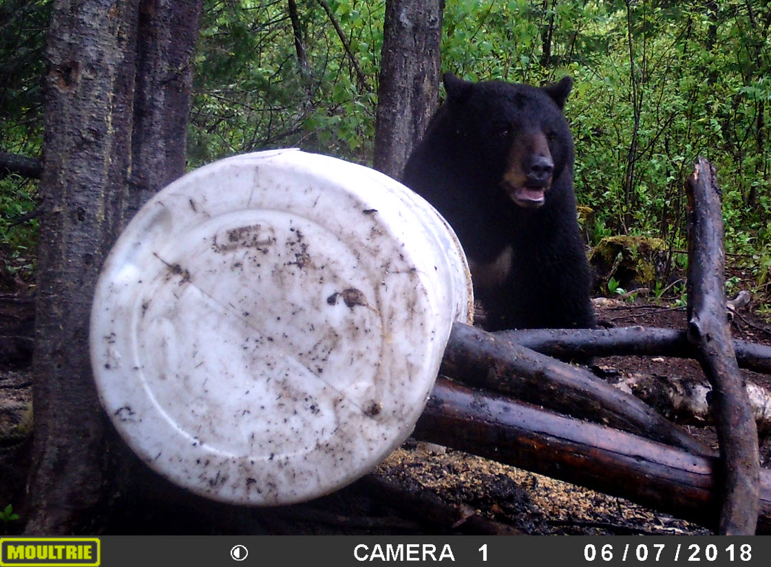 Ours de taille traqué le jour  par caméra de surveillance au Fer à Cheval