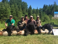 Chasse ours noir au Fer à Cheval