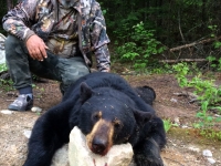 Chasse à l'ours à la pourvoirie du Fer à Cheval, Laurentides