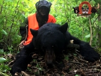 chasse ours noir