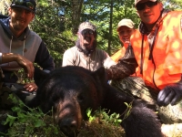 Chasse a l'ours noir en pourvoirie au Fer a Cheval, Hautes-Laurentides