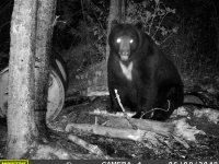 Ours de taille traqué la nuit  par caméra de surveillance au Fer à Cheval