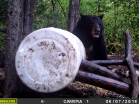 Ours de taille traqué le jour  par caméra de surveillance au Fer à Cheval