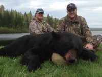 Chasse à l'ours noir à la pourvoirie fer à cheval