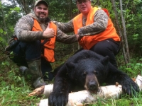 Chasse a l'ours noir en pourvoirie au Fer a Cheval, Hautes-Laurentides