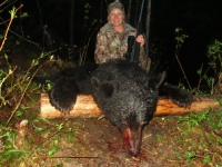 Chasse a l'ours noir en pourvoirie au Fer a Cheval, Hautes-Laurentides