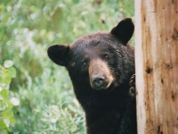 chasse ours noir