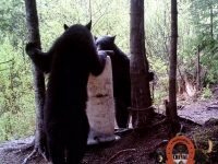 Chasse a l'ours noir en pourvoirie au Fer a Cheval, Hautes-Laurentides