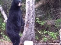 Ours apercu sur terrain appâté du territoire