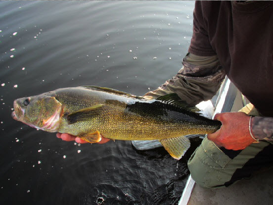 Catch and release pêche au doré