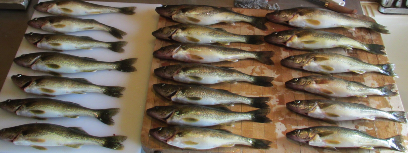 Pêche au doré sur le lac Lajoue dans les Laurentides