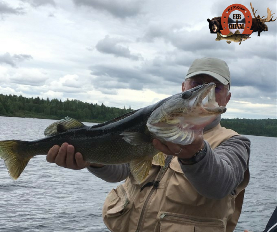 Pêche au doré à la pourvoirie du Fer à Cheval