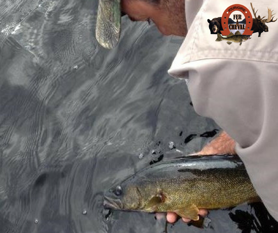 Remise à l'eau d'un doré