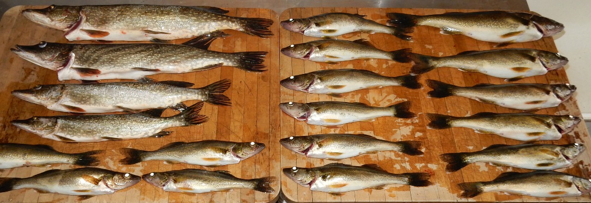 pêche doré et brochet