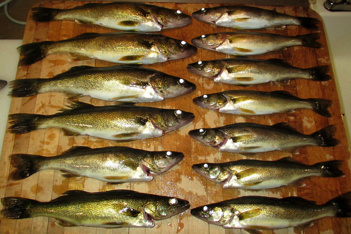Pêche au doré au Lac Lajoue