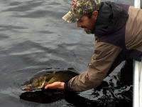 remise a l'eau du doré