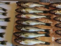 Pêche au doré sur le lac Lajoue dans les Laurentides