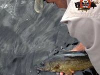 Remise à l'eau d'un doré