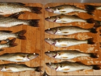 pêche doré et brochet