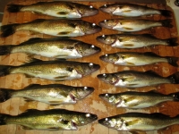 Pêche au doré au Lac Lajoue