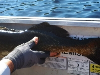 Pêche au doré à la pourvoirie du Fer à Cheval