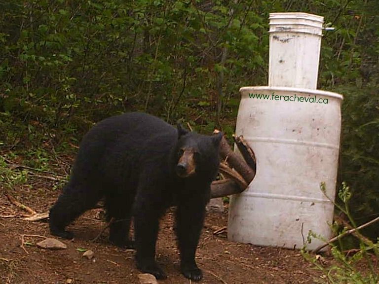Ours Noir s'apprêtant à manger dans baits Pourvoirie Fer A Cheval